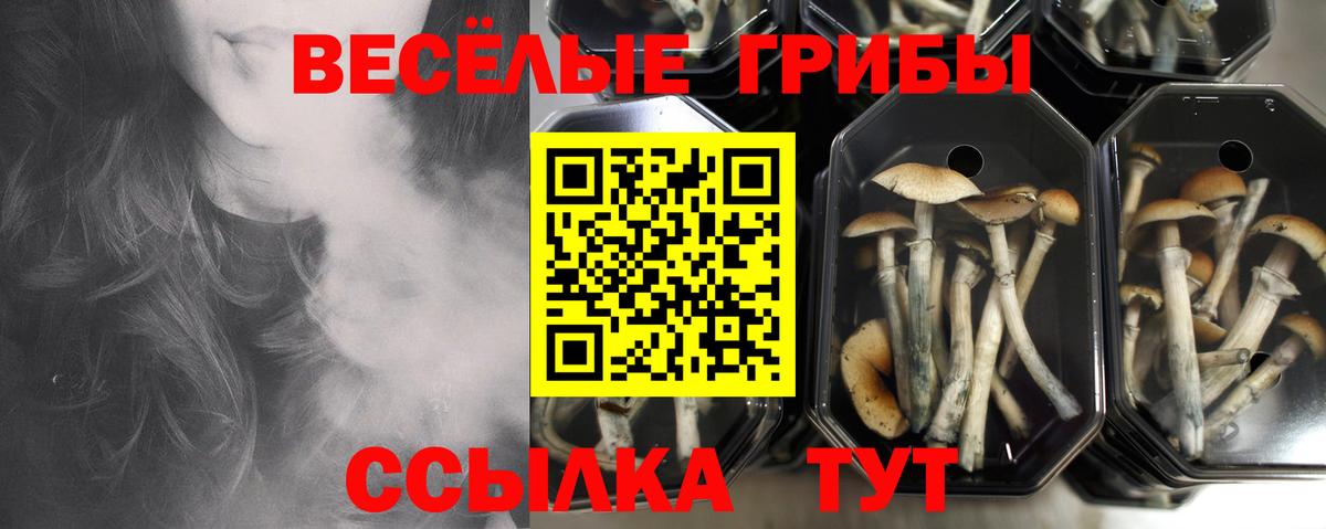 Балтийск  Псилоцибиновые грибы Psilocybe  Вход с VPN  Галлюциногенные грибы мицелий 